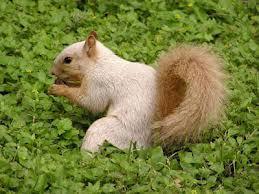 I am the UT-Austin albino squirrel. Catch me if you can.