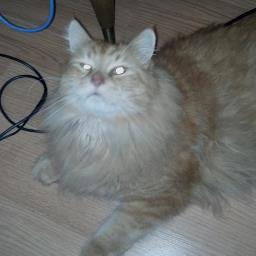 COMMENTSPLEASE's profile picture. don't hassle me,