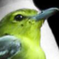 «¿Y por qué canta el pájaro?», respondió el Maestro.
El pájaro no canta porque tenga una afirmación que hacer. Canta porque tiene un canto que expresar.