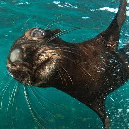 Seal Snorkeling - the best activity in Cape Town. Tweets from the water with these playful creatures