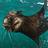 animalocean's profile image