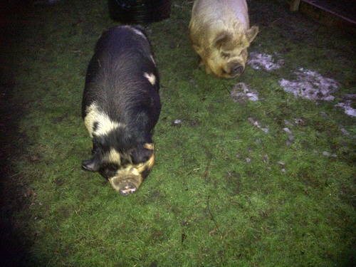 Pig Inn Heaven is a charity that rehomes pigs ('micro' pigs, kune kune etc); turtles, ex-battery chickens.....and we'll soon have two llamas!