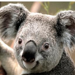 vlremizov1's profile picture. .