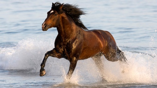 Retweeter van de paarden tweets die je moet lezen!