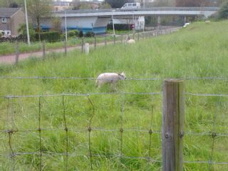 ik hou van schapen