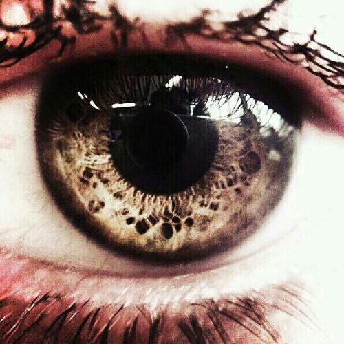 j3lmur's profile picture. Everybody is a genius. But when you judge a fish by its ability to climb a tree, it'll spend its whole life thinking it's stupid