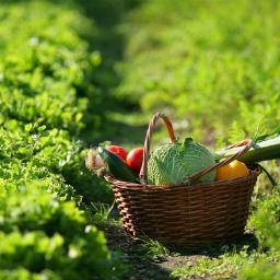 Som un col·lectiu que proposem un parc hortícola a Matadepera: un espai verd que combini la presència d'horts amb un espai públic de trobada, descans i lleure.