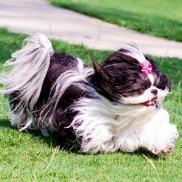 I am a PRECIOUS & LOVABLE SHIH-TZU that lives a LAVISHLY SPOILED LIFE! Starring in Lifetime's Pretty Wicked Moms and New Makeover Show GET SWANK'D on FYI.