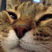 Merlo Sylvie Saphir 💖🐾 🔴⚫️✝️🇫🇷♦️ (@merlofr) 's Twitter Profile