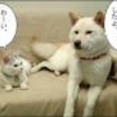 残念な画像集 ただいマンボウの骨格について T Co Zcukdidx6x