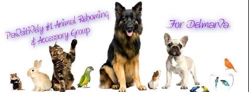 Pawsitively #1 Animal Rehoming Group On Facebook..... https://t.co/LsXyo1jS2t