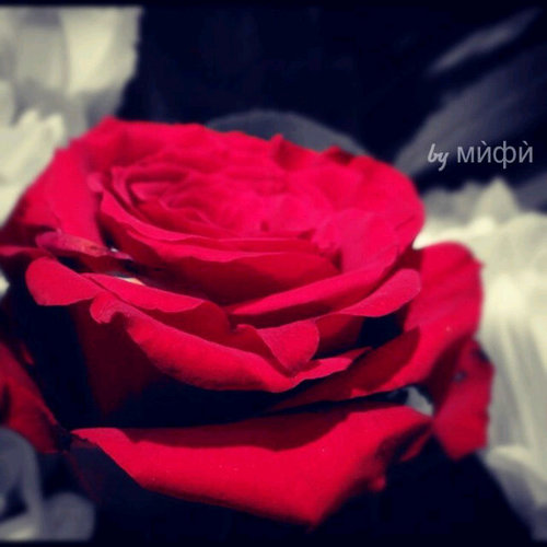 أُنٌ تُجٌلٌسٌ وِحًيٌدُأًٌ .. أٌفٌضٌلً مًنٌ ضِجٌيَجُ أَلّمُنّأًفّقَيٌنُ