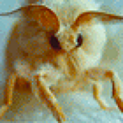 ryukyubokuzin's profile picture. 　　＿＿＿＿ 　大爆笑Tour in Ｕｎｉｔｅｄ SPS✴MAN of Astonica! 　＿＿＿　　人生はもう一つ問で叶えるならどれ一つでなかった