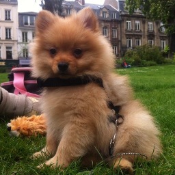 Hey everyone, my name is Toule and I'm a french dog. I'm only 5 months so I'm new on Twitter :) Please follow me : I'll share you photos and status my friends!