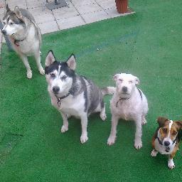 huskymad2's profile picture. All things dogs, aerial yoga, Lyra, Linux and tech