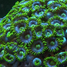 http://t.co/QXuF9gZkZR is your online source for premium, beefy frags!