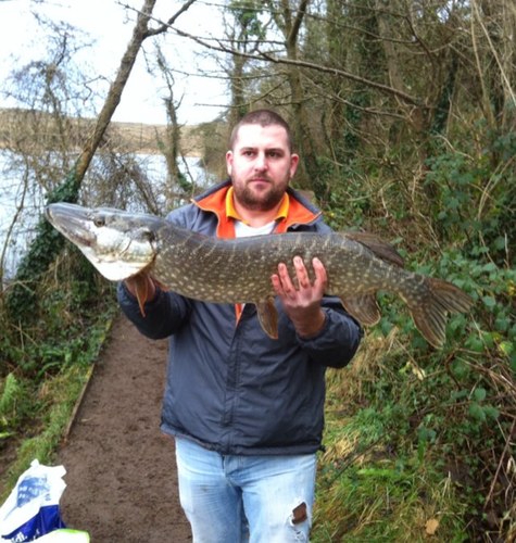 steveallinrees's profile picture. 