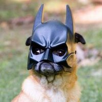 Perro Murciélago™ (@bat_perro) 's Twitter Profile