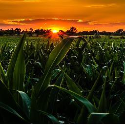 SharpCommodity's profile picture. Thirty+ years in the commodity hedging and investing business. I started by working at the CBOT. I help clients understand their hedging/investing goals.