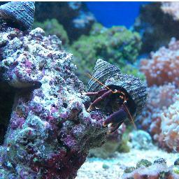 West Coast Corals is Scotland's one-stop-shop for all your coral, exotic fish and indoor aquarium needs.