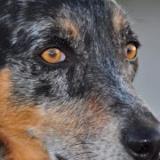 We are New Hope Cattle Dogs Rescue and Rehoming. Our mission is to rescue, rehome, and rehabilitate cattle dogs in the state of Arizona (in-state dogs only).