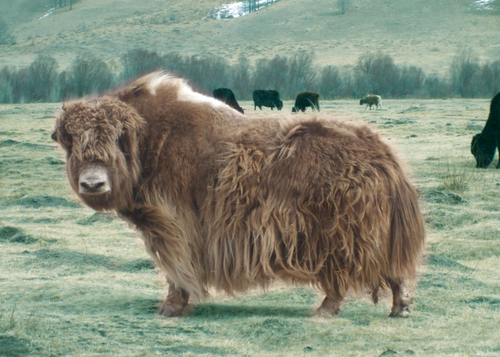 Sharing enthusiasm about weirdness and yaks daily.