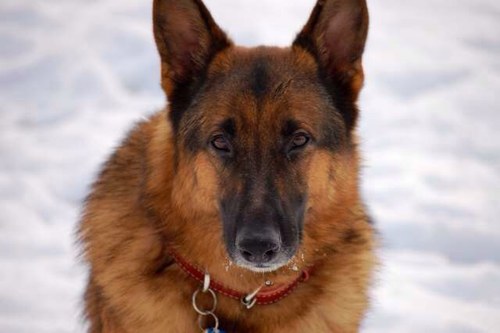 MPC Aegis is a retired military working dog who is taking retirement as seriously as he did the USMC.