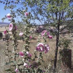 MldbLuisa's profile picture. Mis Labores