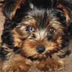 dogtreatstation's profile picture. DogTreatStation is a Calgary based distributor of all natural, 100% organic dog treats and chews.