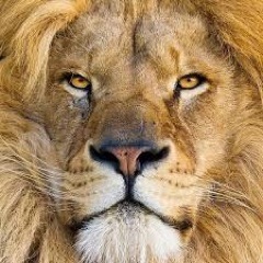 BeauMechanics Profile Picture