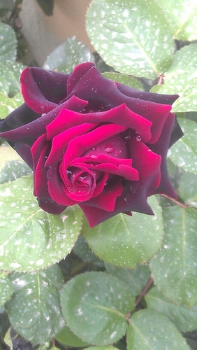 francellini's profile picture. 