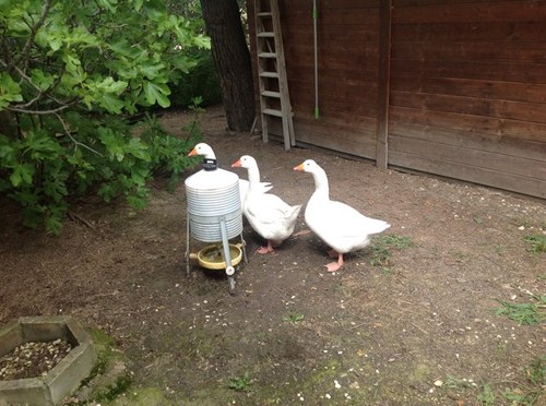 johnsteel35's profile picture. 