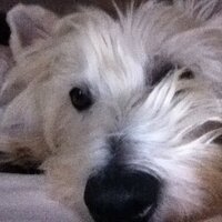 G Mac (@citizengmac) 's Twitter Profile
