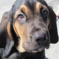 Daniel Ciletti (@danielciletti) 's Twitter Profile