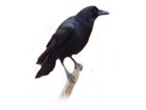 CROW - Coffee Reviews in One Word Est. 2012, Melbourne AUS Reviewing coffee in one word, bringing the shortness of twitter and espresso together.