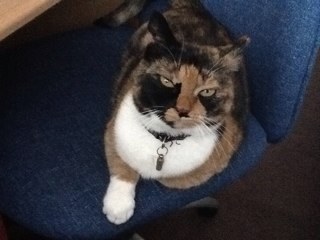 wallemijn's profile picture. 