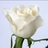 _danah551's profile image