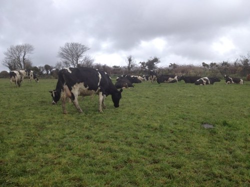 Greenfield start up dairy farm on 78.2 in 2011. Farm converted from beef. 15 year lease. Grass based system. Grow a lot of grass, eat a lot of grass per hect.