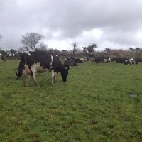 Shinagh Dairy Farm (@shinagh) 's Twitter Profile