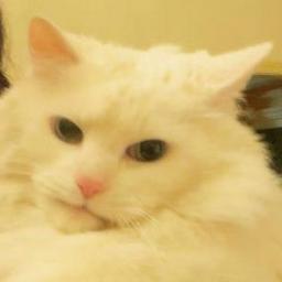 MaggiesDreams's profile picture. 