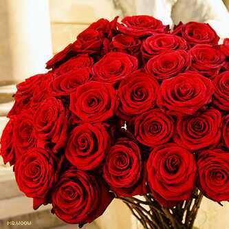 MohammedAmoolh's profile picture. نصمت لكي تسير الامور على مايرام