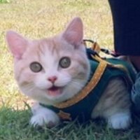 ししまるとさぶろー🐈🐈‍⬛短足マンチカン (@nekotansoku) 's Twitter Profile