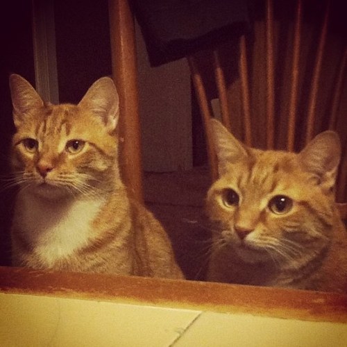 Meow