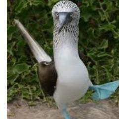 4h4mm3r's profile picture. NM born and raised. Live in Maine. Aspiring optimist, often abrasive. Painter and personal caretaker. Animal parent.