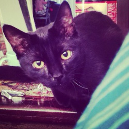 Backup for @Sophie_TheKitty