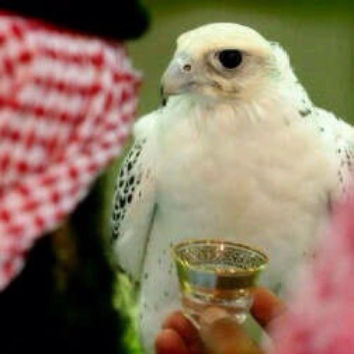 ماعشقت من النجوم الا الثريا