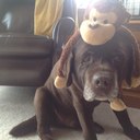 CJ  Doyle - @barbKing_Chris - Twitter