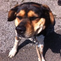 ぽっけウルフ (@pokkewolf) 's Twitter Profile Photo