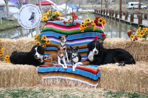 meriaux1's profile picture. Building Offical with Charles Abbott Assocoaites. Train and show basenjis and bernese mountain dogs.