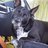 smokieblackdog's profile image